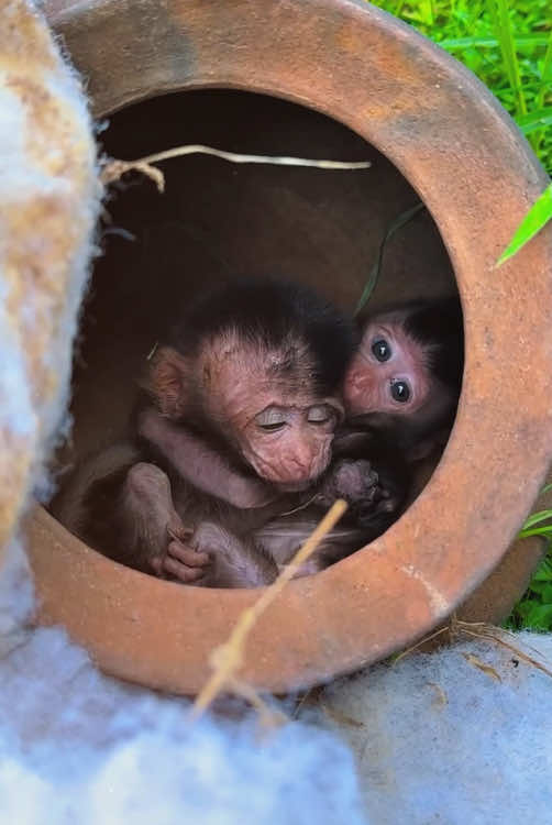 The poor baby monkey #monkey #monkeys #monkeydluffy #babymonkey #cute #cutemonkey #wildlife #monkeyface #usa #wildanimals #animals #pet #foryou #cuteanimals #poor #monkeybaby #monkeylover #babyanimals #adorable 