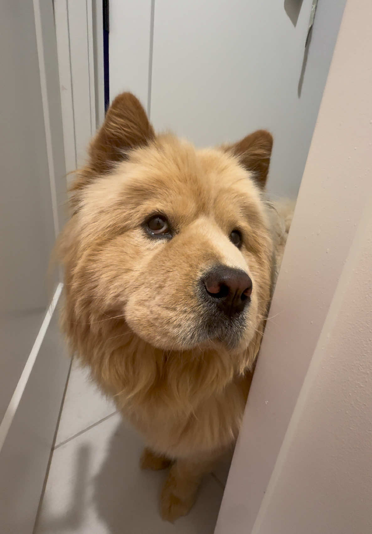 Why did she size me up like that🤣😭 #chowchow #chowtok #dogtok #dogtrend #funnydog 