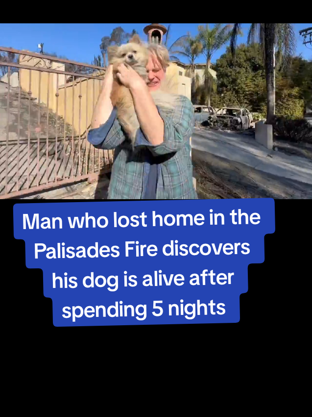 Man who lost home in the Palisades Fire discovers his dog is alive after spending 5 nights in the rubble #MandevilleCanyon #Brentwood #Encino #ShermanOaks #PalisadeFire #PacificPalisades #LosAngelesFire #LosAngeles #LAFires #Pasadena #californiawildfire #LosAngeleswildfire 