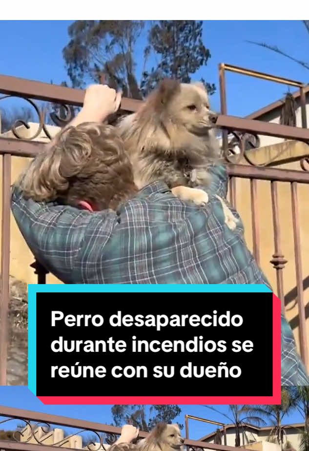 ¡Estás vivo, estás vivo! Un residente de Pacific Palisides se llenó de emoción al reencontrarse con su perro Oreo que había desaparecido durante el voraz del incendio Palisades. Casey Colvin dijo que no estaba en la casa cuando fue obligado a evacuar separándolo de sus dos perros el 7 de enero. Ese día logró encontrar a uno de ellos, pero a Oreo no. Este domingo, Colvin regresó a su hogar, que fue destruido en el incendio, cuando de repente Oreo salió corriendo de la casa de un vecino. #Telemundo52 #incendio #Palisades #PacificPalisades #animales #mascotas 