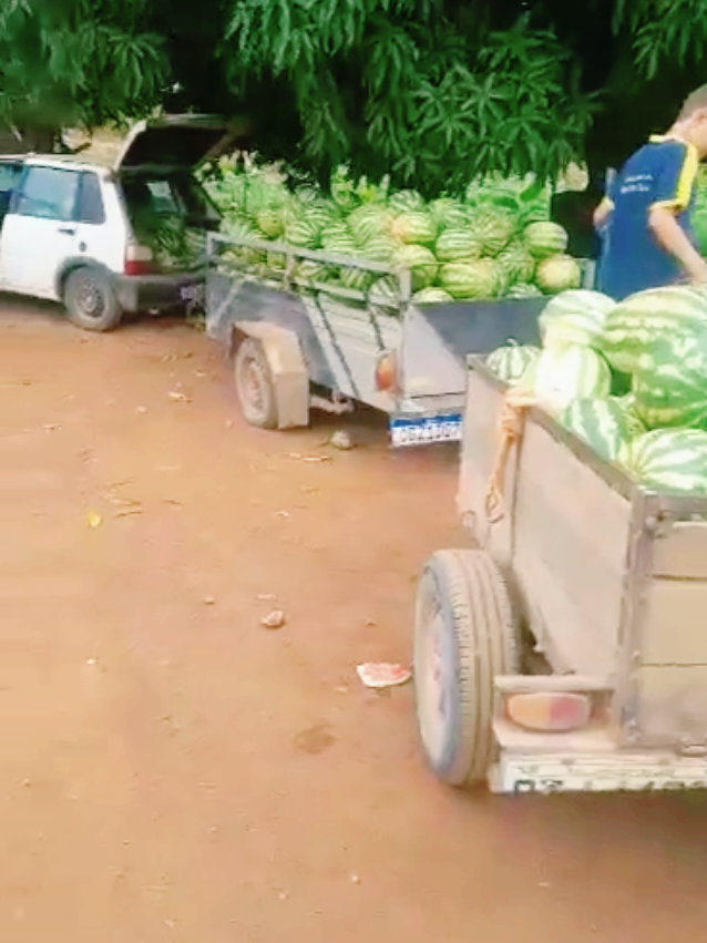 #crescernotiktok #viral ensinando como produzir melancia na escala comercial 🍉