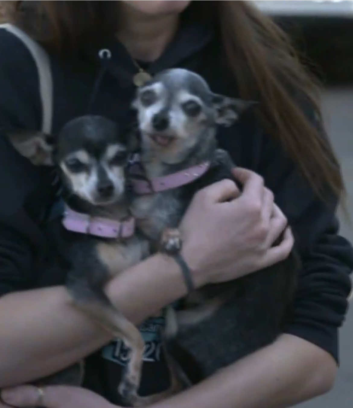 Over the past week, licensed wildlife rescuer Cleo Watts and her team has been called on to catch and care for animals impacted by the Eaton Fire. #wildfire #losangeles #la #fire #california #socal 