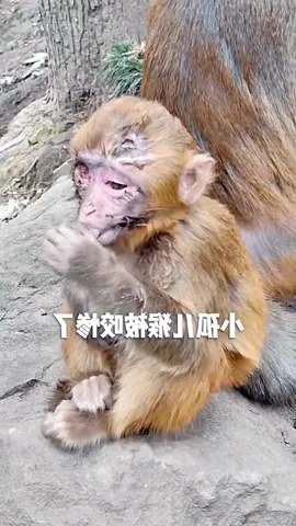 #tiktok #monkey #foryou 