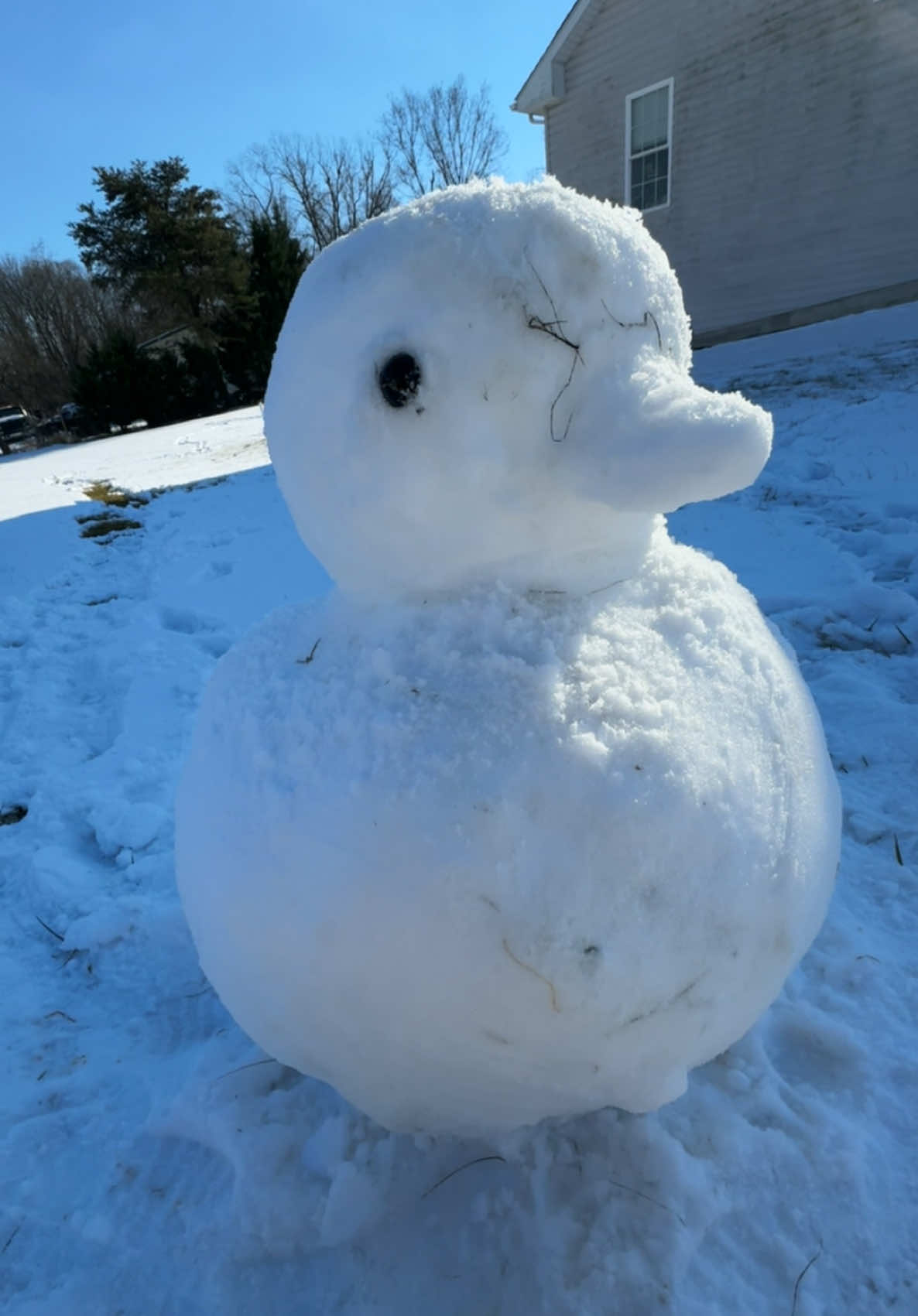 I made #buttersthecallduck out of snow! ❄️ 🪿 #snowsculpture #snowday #callduck #miniduck #petduck #meep #quack