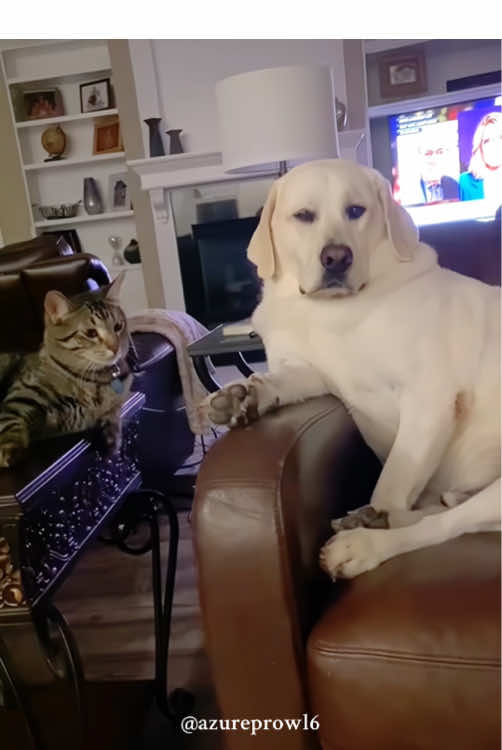 Cat and dog’s funny life 🤣❤️#cat #dog #fyp #cute #tik_tok #Tiktok #Love #happy #kitten #foryoupage #catsoftiktok 