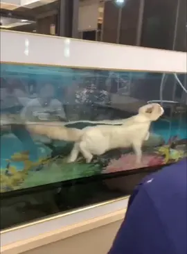 Cat’s obsession with fish tanks, graceful fall int#fypシ #foryou #funnyanimasl #funnyvideo #catsoftiktok #funnycats 