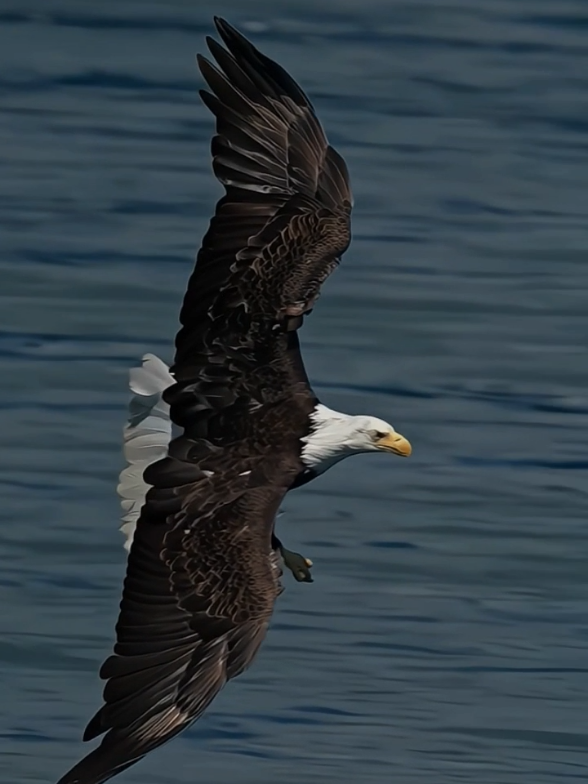 bald Eagle🦅🦅🦅 #bald #eagle #baldeagle #eagles #bird #birds 