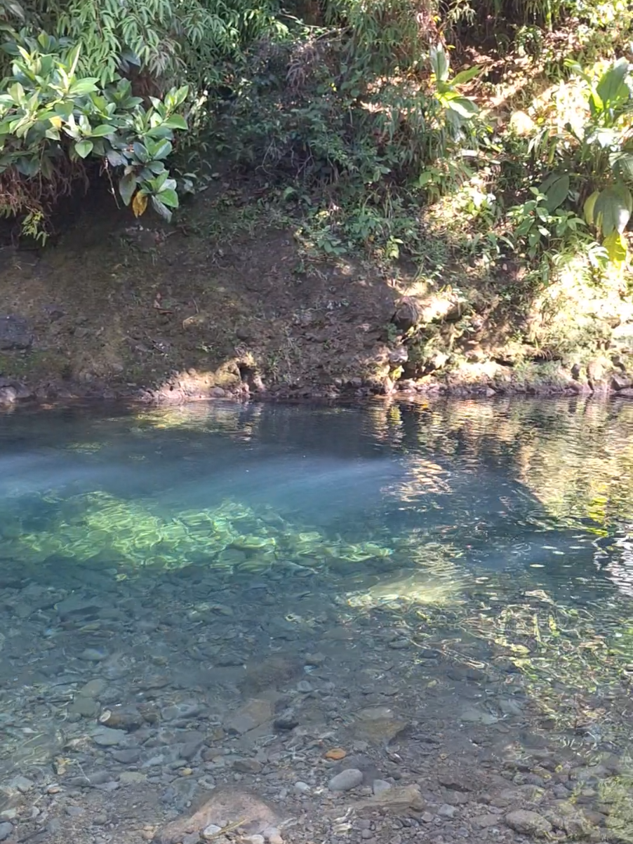 La cascade et rivière aux écrevisses 🌺🏝 #nature #riviere #guadeloupe #cascade #waterfall #departementdoutremer #ecrevisse #basseterre #asmrsounds #asmrnature 