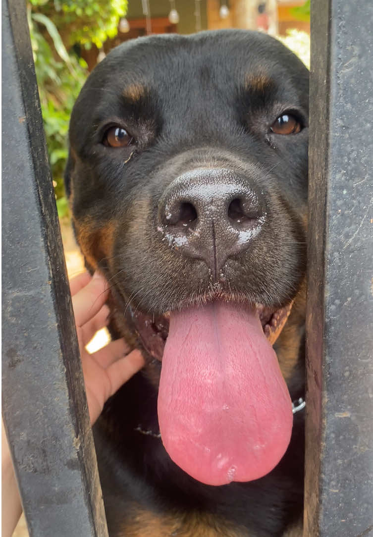 Fero Yuguailer #perros #rottweiler #rosse 