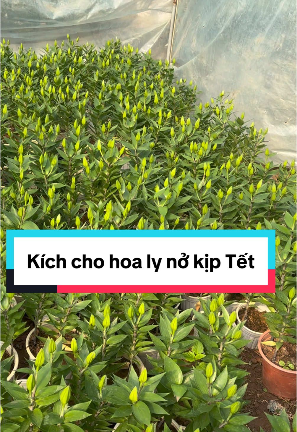 Kích hoa ly nở kịp Tết #hoatet2025 #hoaquocviet_giongtotchomoinha #hoaly #xuhuong 