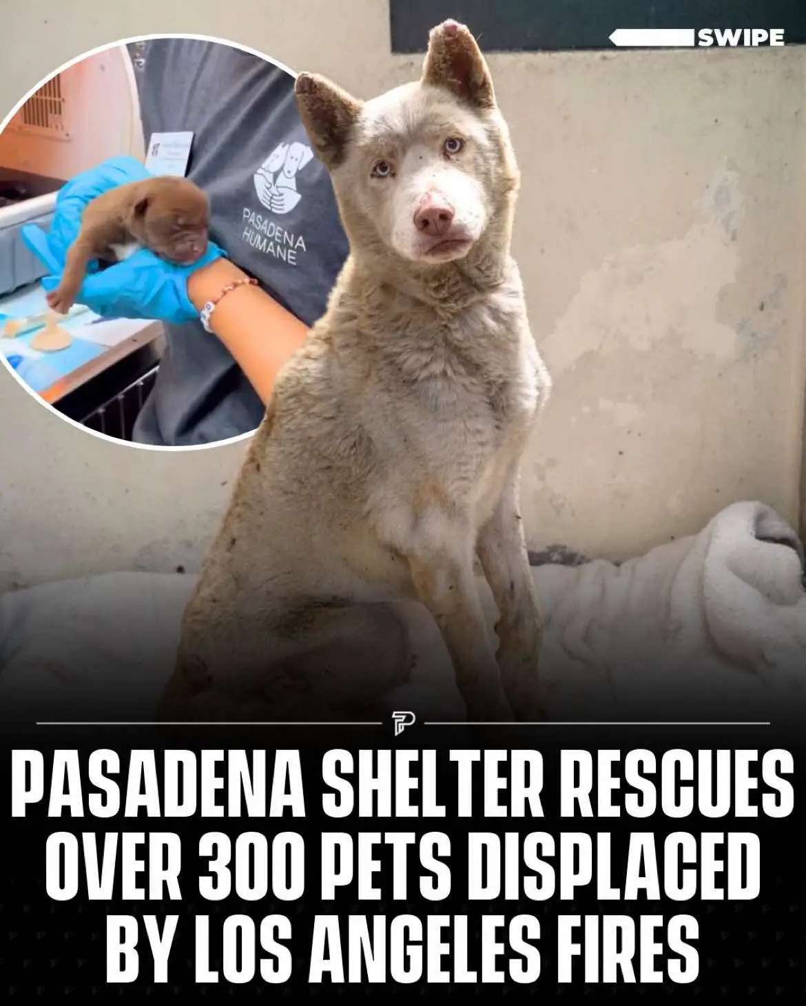 Pasadena Humane has taken in over 300 pets displaced by the Los Angeles wildfires, including dogs, cats, and birds suffering from burns and other injuries.  #RoadTo17Million #Pubity 