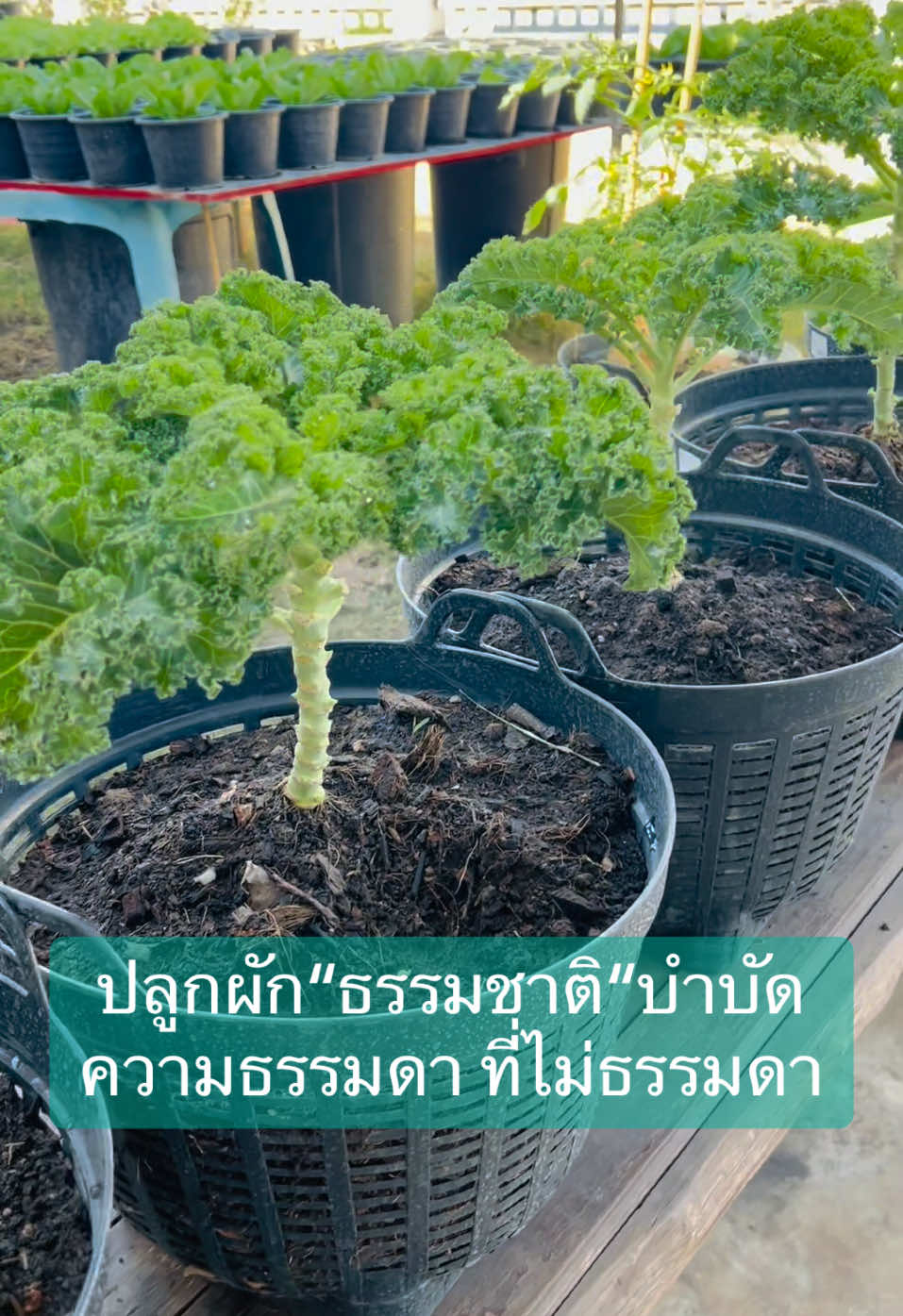 #เขาใหญ่ปากช่อง #ผักปลอดสารพิษ #ผักออร์แกนิค #สุขภาพดี #healthy #ผักในกระถาง #ผักอินทรีย์ #ปลูกผักกินเอง #ฟีดดดシ #tiktok #ปากช่อง #organic #ปลูกผัก #ผักสลัด #เปิดการมองเห็น #ปลูกผักในเข่ง 