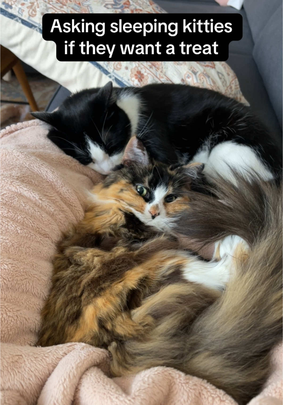 Sunday snuggles with Ripley and Jonesy #cat #catlover #catsoftiktok #catlovers #cattok #cute