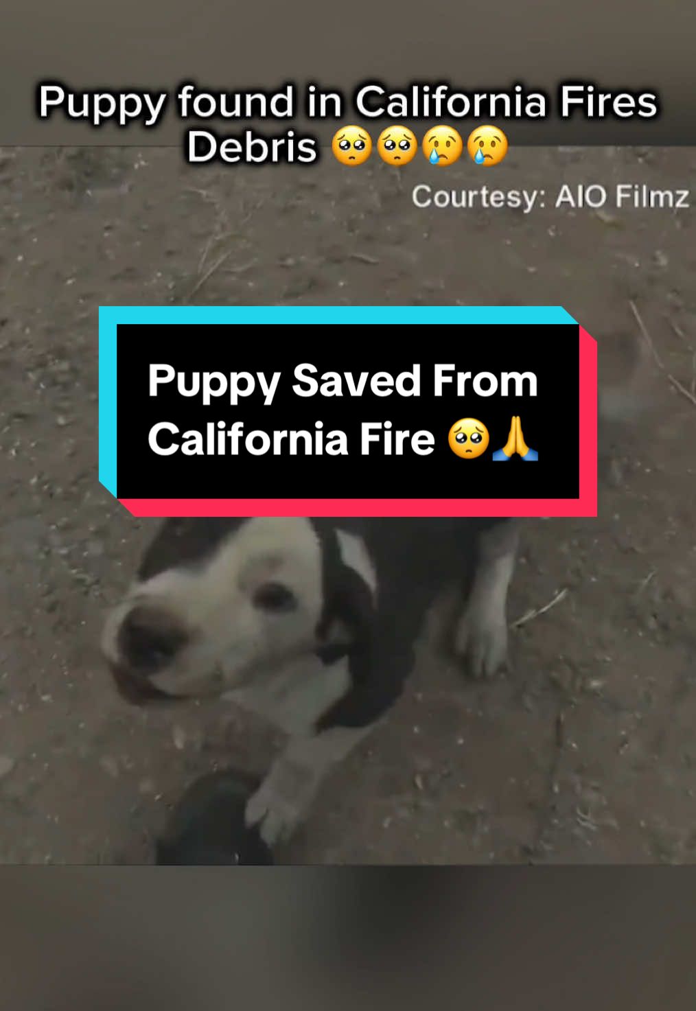 Little puppy found running around in the debris from California Wildfire😢 #puppy #puppytok #dog #pitbull #california #fires 