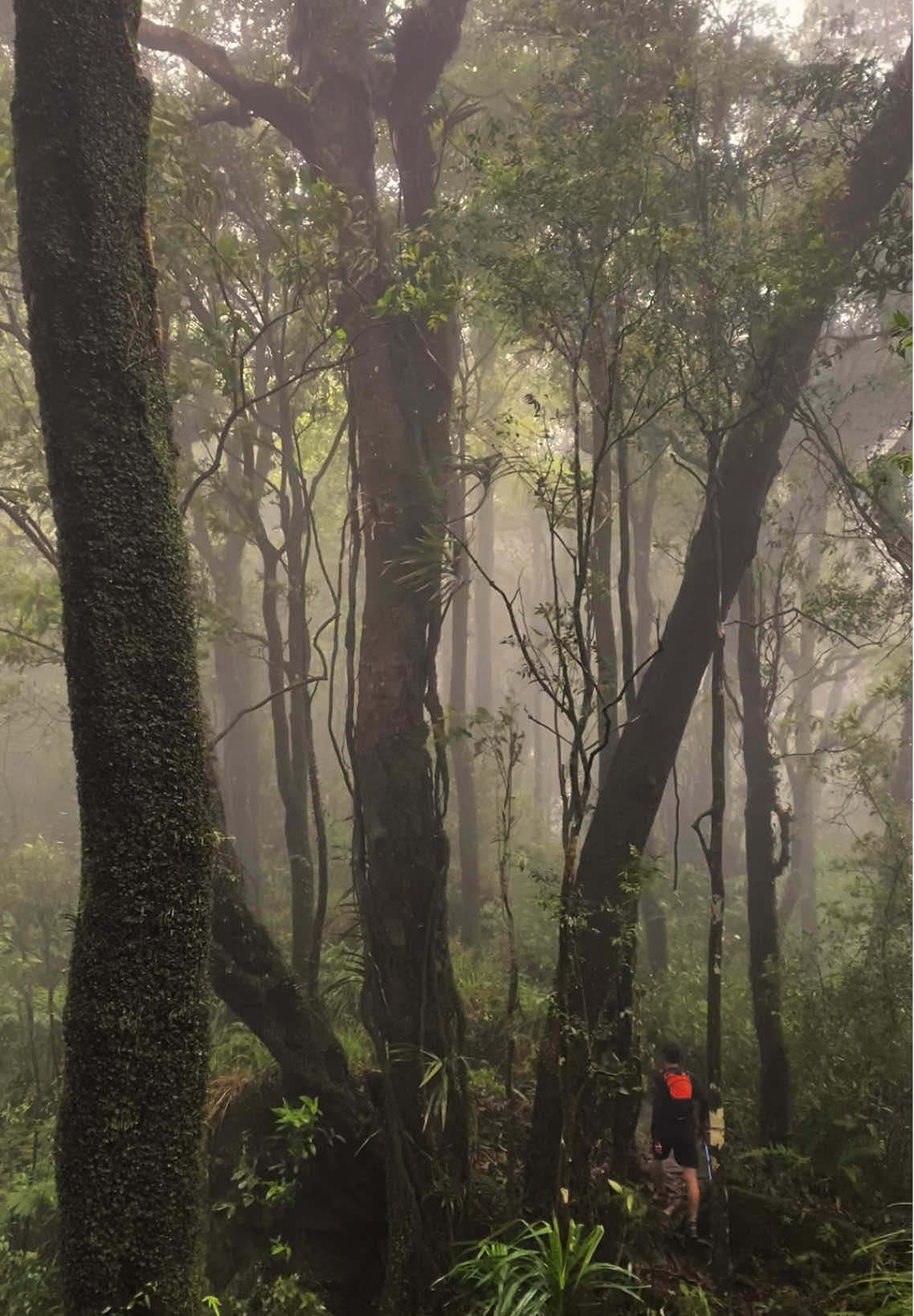 devinisi tenang menurut kalian ?#gunungrajabasa #petualangan #mtrajabasa1282mdpl #tektokgunung #kabutgunung 