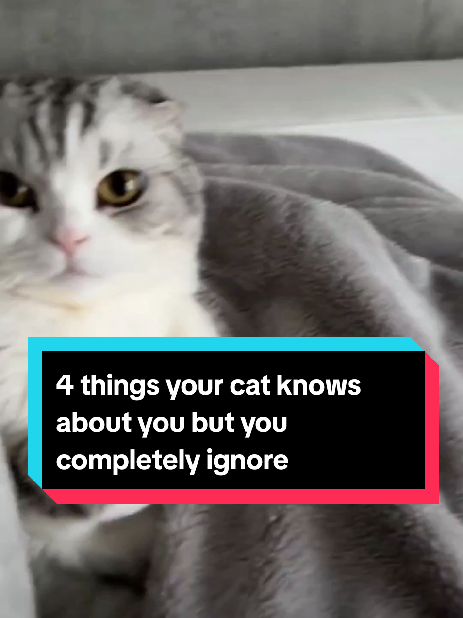 4 things your cat knows about you but you completely ignore, most of us probably know the last one!😿 #cutecatsoftiktok❤️ #catsoftiktiok #catsdoingthings #catfacts #catlover #animalsfunny #animalsworld #PetsOfTikTok 