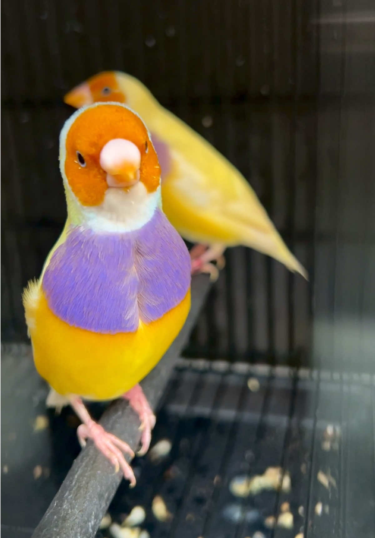 burung gould amadine siapan, siap jadi indukan di finch jogja 😍😍 #hobiburung #burung #birds #duniaburung #jualburung #finchjogja #burunghias #ternakburung #ternakburunghias #ternakburungemprit #gouldamadine #gouldianfinch #gouldianbird #birdgouldian #empritwarna #ternakburunggouldamadine #empritjepang #zebrafinch #burungpipit 