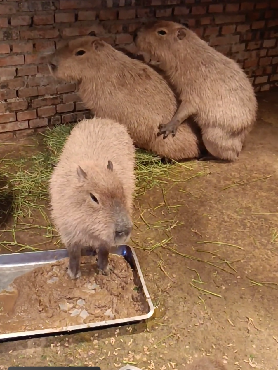 Don't do this in front of your kids anymore.#beauty #asmr #kids #cute #capybara #fyp 