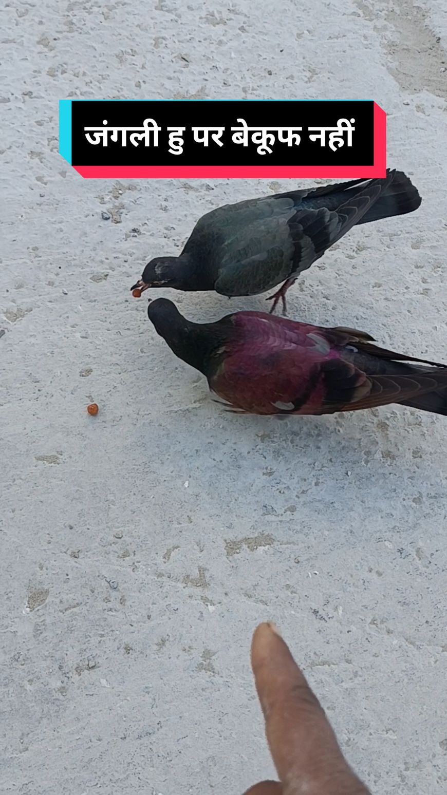 Qatar के जंगली कबूतर कितना होशियार गिरा हुआ नहीं खाना Do Not Eat Spilled Food Pigeon 😲🕊️🐦#pigeon #not #eat #spilled #food #kabutar #care #bird #birdsoftiktok #kabutarlover #mjagarnath #tiktokqatar #friendship #nepali #fyp #tiktok #viral #video #tiktokteem 