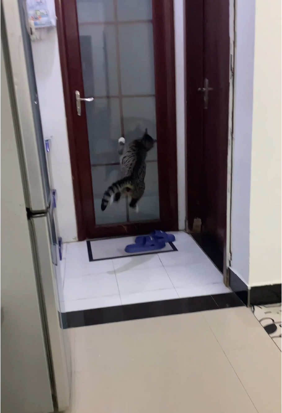 The cat why does she go through the door like that #catsoftiktok #cat #kitten #viral #fyp #cutecat