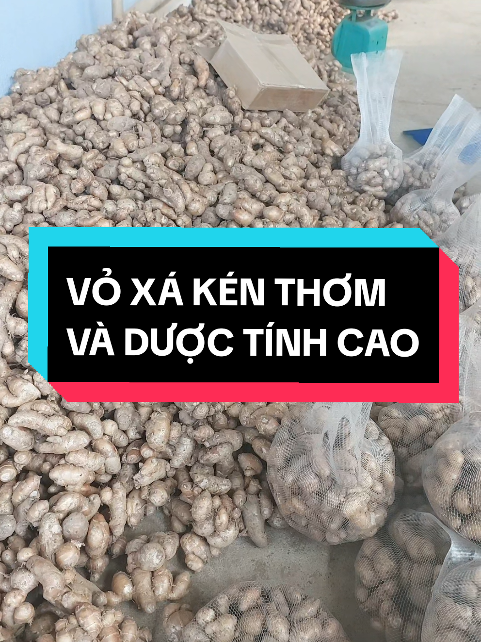 Ăn XÁ KÉN không cần gọt vỏ. Phần vỏ thơm nhất đó. #botdaudolongkhanh #xaken #xakieng @Bột đậu đỏ Long Khánh 