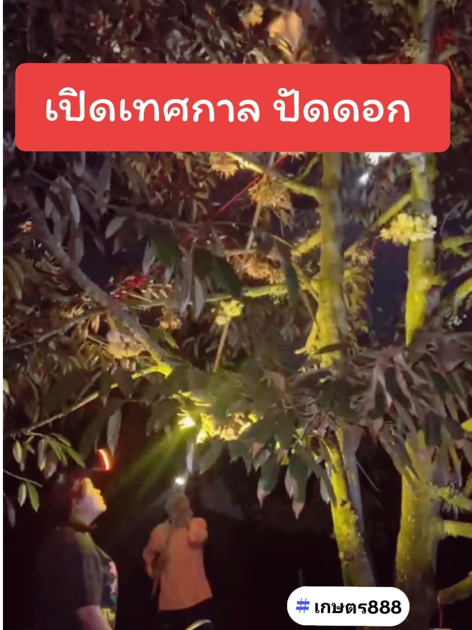 หากพื้นที่ชนหนาว แนะนำอุ่นดอก เพิ่ม % การติดผล ด้วยเทคนิคการลดน้ำช่วง บ่าย 4-5 ให้ไอร้อนขึ้นดอก #เกษตร888 #ปัดดอกทุเรียน #ผสมเกสรทุเรียน #ทุเรียนช่วงทําลูก #TikTokUni 