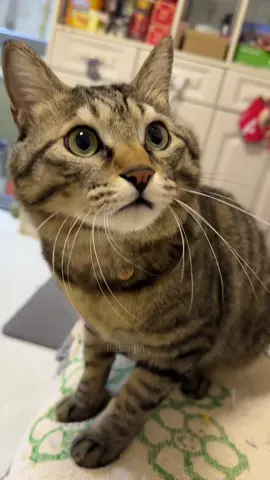 It has been confirmed that Jinjin's favorite person in the world is me!#fyp #jinjin #CatCare 