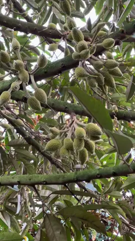 Bắt đầu cho vườn tưới xô nuôi trái,phun lớn trái #kythuatsaurieng #saurieng #locsaurieng #durian 