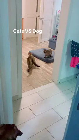Ну по цьому відео ясно, хто в нас домінує😊 #ca  #кот #dog #catsvsdogs 