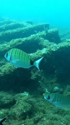 freediving spearfishing skills sar poisson 🐟 fish Types of fish in the Mediterranean Sea . أنواع السمك في البحر الأبيض المتوسط . Types de poissons en mer Méditerranée . Tipi di pesci nel Mar Mediterraneo . Tipos de peces en el mar Mediterráneo . Tipos de peixes no Mar Mediterrâneo . Είδη ψαριών στη Μεσόγειο Θάλασσα . Akdeniz'deki balık türleri . #spearfishing #skills #freediving #underwater #GoPro #octobus #fun #fish #Apnea #statique #Apnée #dynamique #Chasse #sous #marine #chasse_sous_marine #chassesousmarine #chasse #sousmarine  #under_water #sea #ocean #agachon #tir #sur #cible #cressi #seac #mares #sigalsub #prosub #c4 #xtdiving #Missed #shot #spearfishing #tir #raté la #pêche & #chasse #sous #marine . #freediving #skills #hold #breath #apnea la #plongée en #apnée #pescador #pescasub #xtdiving #c4 #omer #mares #seac #cressi #beuchat #sporasub #dz #fr #esp #ita #por #eng #usa #sea #ocean #underwater #scuba #dive #adventure stargazer fish #moray #morayeel #hunting #underwaterlife #underwaterworld #scuba #sea #redsea #redseadiving #scubadiving #story #viralreels #sport #pescasport 🔥 prises au harpon 90cm 👏💪  Équipements : #epsealonstore #spearfishing #pesca #epsealon #chassesousmarine #pescasub #epsealon_official #fishing #selfie #floridafishing #apnea #underwater #insta #nature #photooftheday #fish #spearfishing_reviews #fishoftheday #photo #peche  #poisson #pescaria #xbox #play #station #play_station #ps #game #gamer #jeux # #pescadeportiva #pescaesportiva #الغوص #الحر #الغوص_الحر #الصيد #الرمح #تحت #المائي #طلقة #قاتلة #رأسية #في_الرأس  #الصيد_بالرمح #تحت_المائي #تحت_الماء #بحر #محيط #شعب_الصيني_ماله_حل😂😂 #واو #روعة #تسديدة #ثنائية #ثلاثية #بطل #عالم #عالمي #بطل_عالم #بطل_عالمي #سمكة  #شاطئ #wow #woaw #pêche #sous_marine #for_you #for #you @followers @super fans #followers #super_fans #go_pro #GoPro #go #pro #extrême #sport #extrême_sport #people_are_awesome 