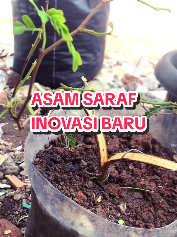 pohon asem yang baik hati #bonsaitree #bonsaiindonesia  #bonsaimini  #bollywood  #viral#fy#fyp 