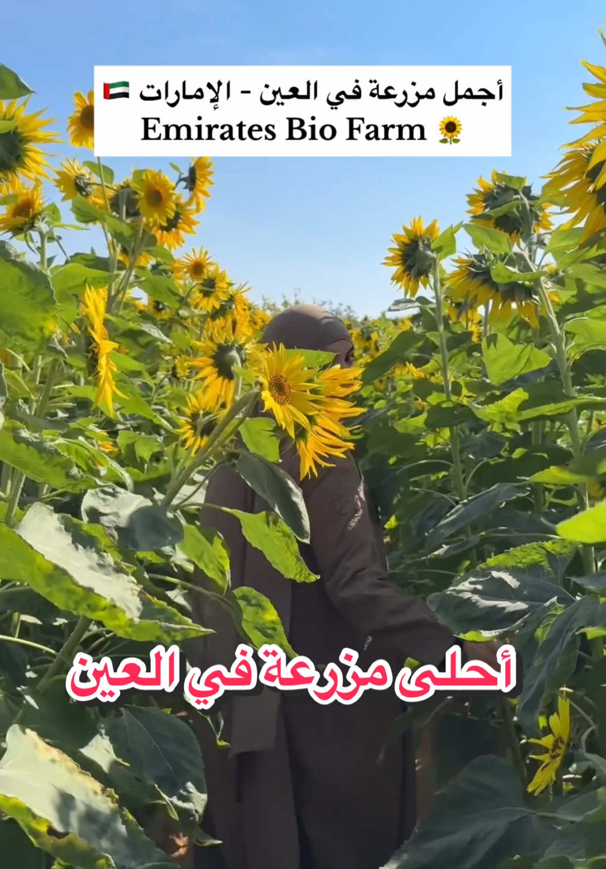 مزرعة دوار الشمس، و المحاصيل العضوية في العين🌻✨💛 #sunflower #farm #العين #مزرعة #الامارات #PlacesToVisit #fyp 