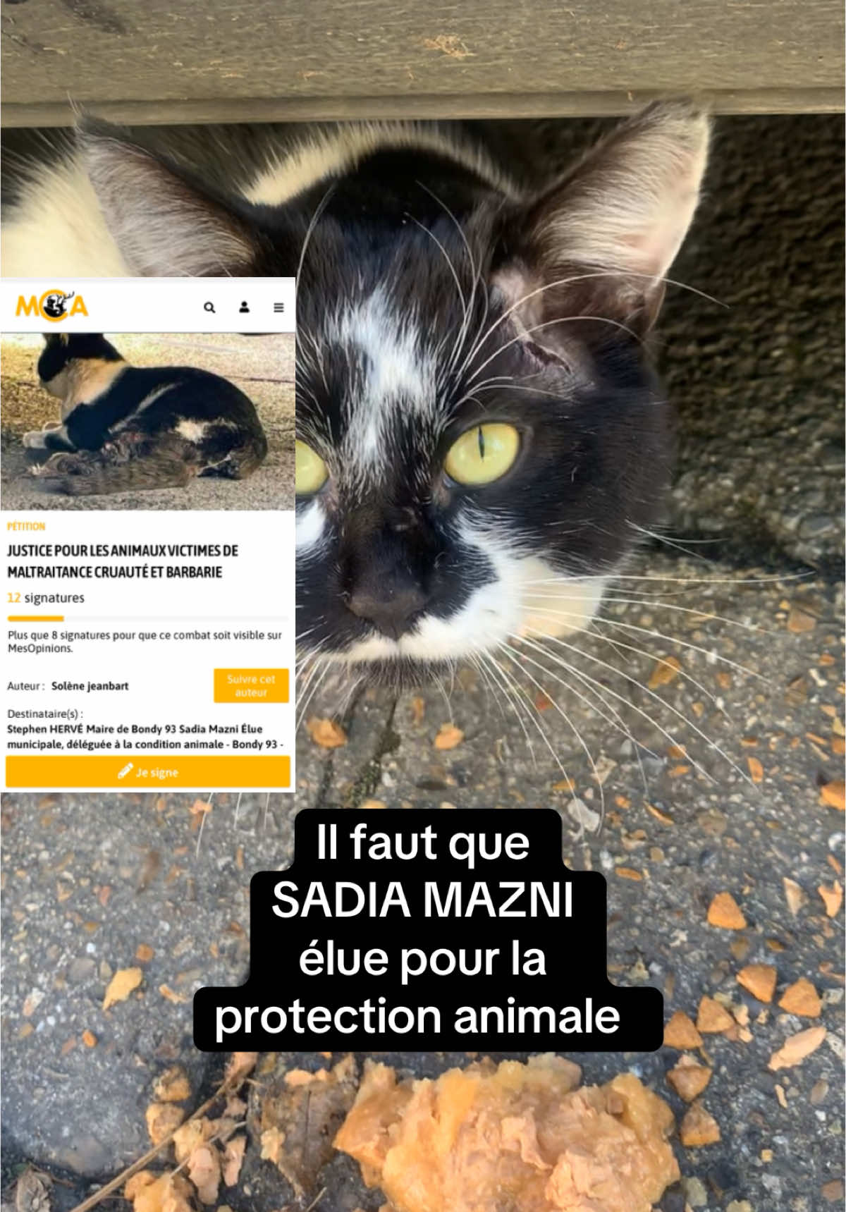 Réponse à @Lara.bx33.p.animale🌈🦾🐟 lien de la pétition dans les commentaires et mon profil, je vous en supplie aidez moi à rendre justice et pour que d’autres ne soient pas assassinés 🙏#chat#animaux#petition#justice#🕊️ #bondy 