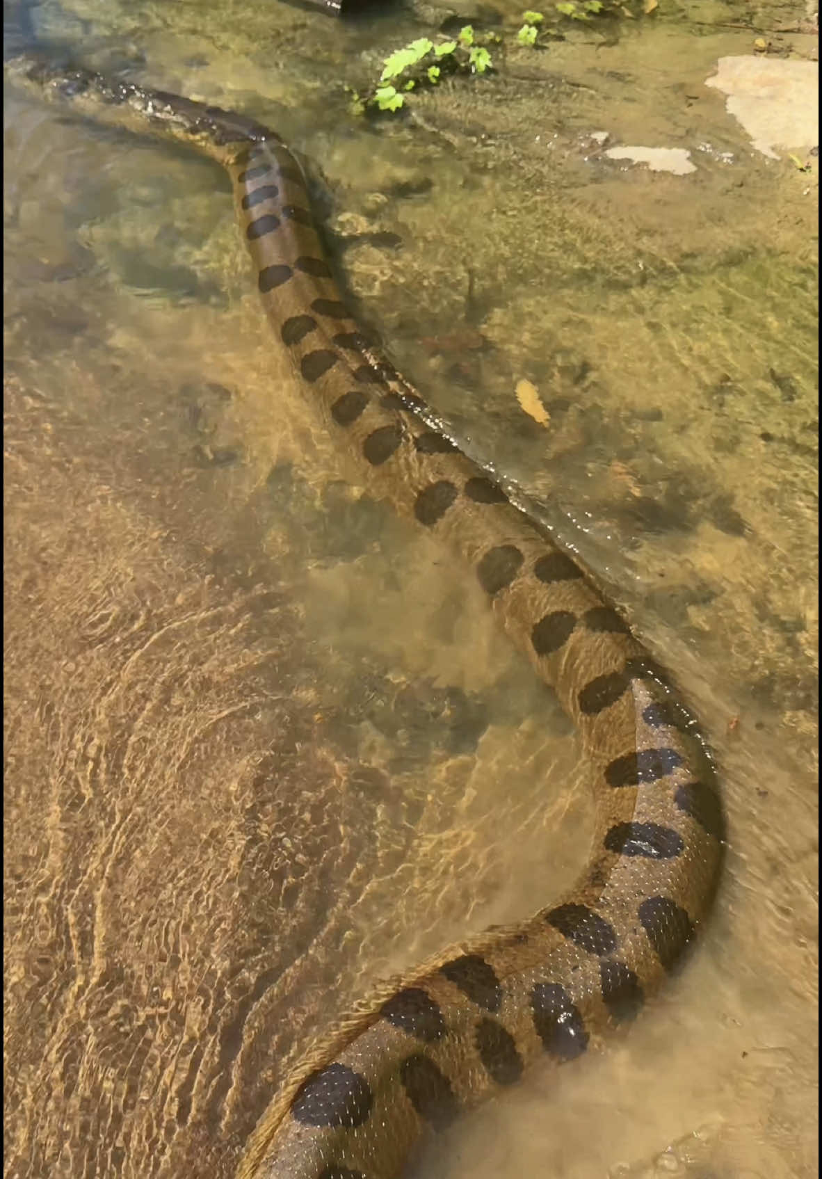 Wát een UNIT van een anaconda!! 😱 En daar gaat ze weer, terug de natuur in! Ik denk dat ze zeker vijf meter lang is…. Maar misschien wel groter? Een PRACHT exemplaar!! Dreams do come true! 😍 Super waardevol dat ik dit met mijn vader heb mogen delen… Wat een ervaring!!! En omg how I loveeeee snakes 🐍💚 (En Suriname natuurlijk!!) #voorjou #freekvonk #anaconda #foryou #viral #viraal 