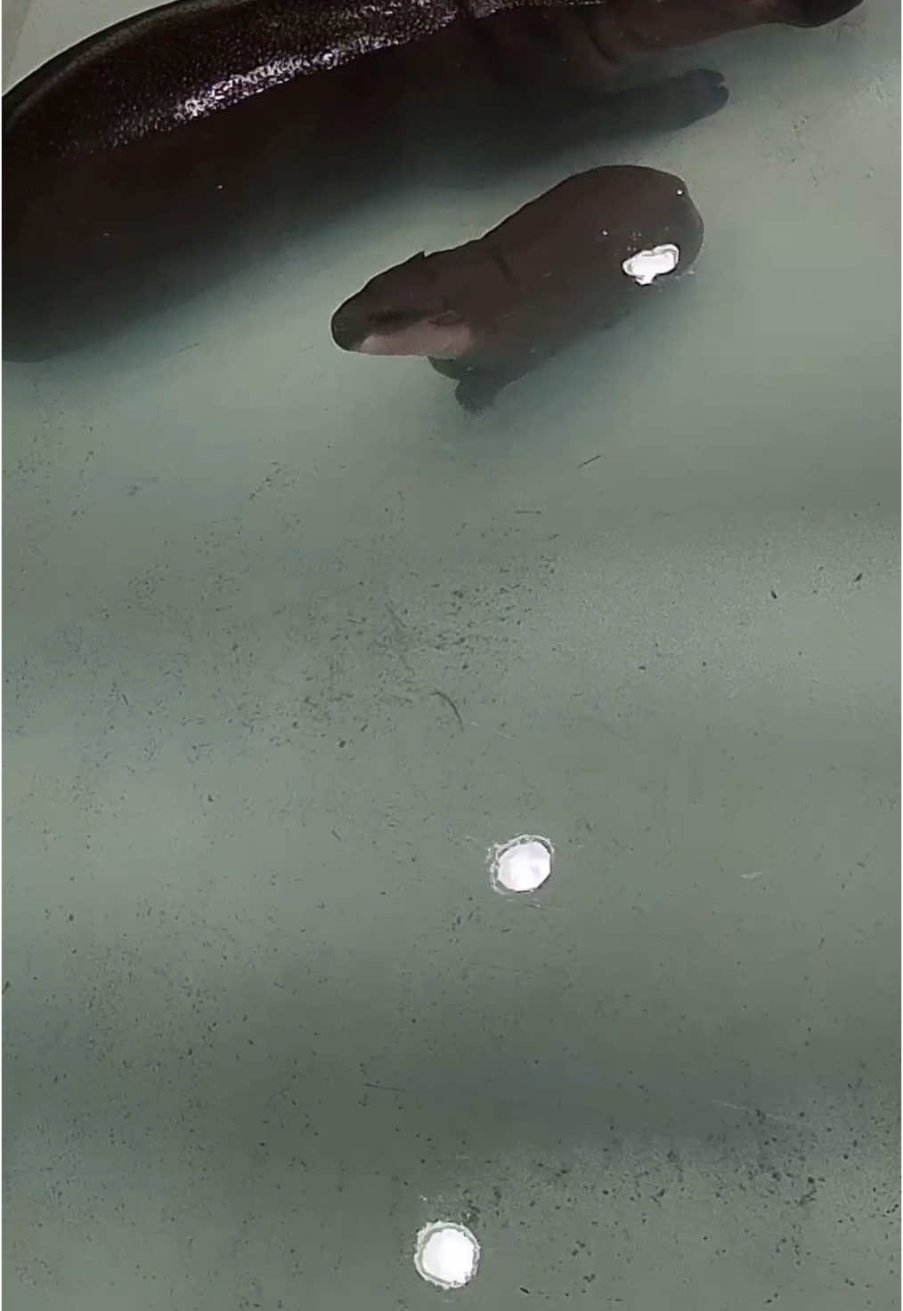 Wishes do come true!🫧✨ We're thrilled to launch the Poppy Cam, a new live stream of Iris and Poppy's daily adventures 🎥. Watch as Poppy drifts into the sweetest, underwater dreams. 💤🦛💗 Read more online.  #metrorichmondzoo #rva #hippo #poppyhippo #poppypygmy #poppy