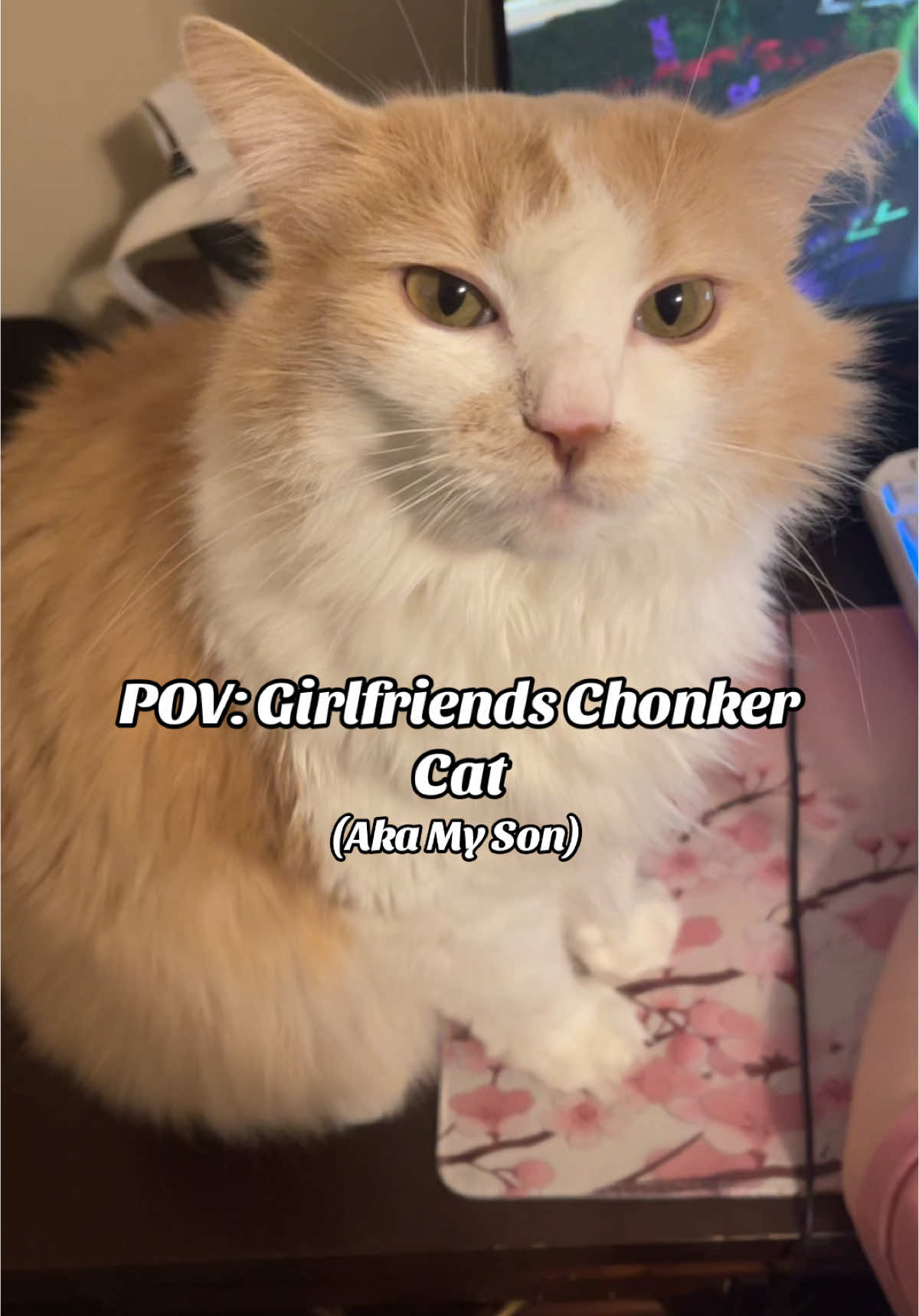 #fyp #cat #chonkycat #girlfriend #bestfriend #bestbuds #share #viralvideo #two #of #us #trending #catsoftiktok #pov #catlover #humor #meme #memes #anime #animes #animegirl #foryoupage 