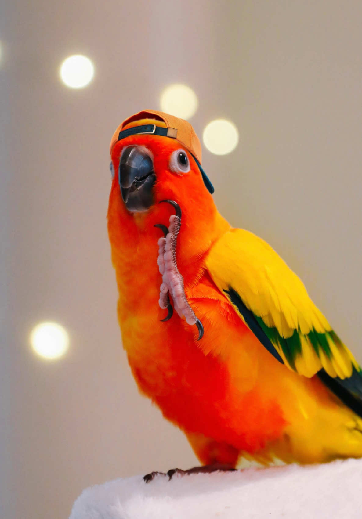 Photoshoot time! 🤭📸🧡  #sunconure #bird #floof #sunconuresoftiktok #parrot #cute #birb #parrotsoftiktok #cuteparrot #cutepetsoftiktok #birdtok #birdlover #photography #photoshoot #fyp 