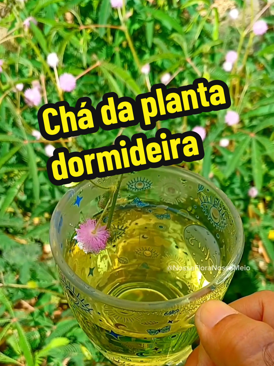 ✅️ O chá da planta dormideira é utilizado para tratar alguns problemas de saúde devido possuir algumas propriedades medicinais, porém não é recomendável uso prolongado e altas dosagens. #plantasmedicinais #chamedicinal #plantasquecuram #mimosapudica #foryou🌿 