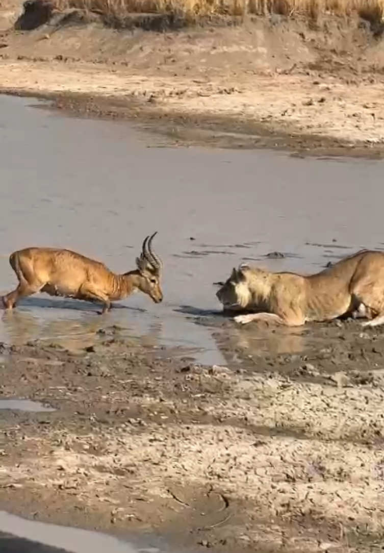 Puku tries to headbutt lion!