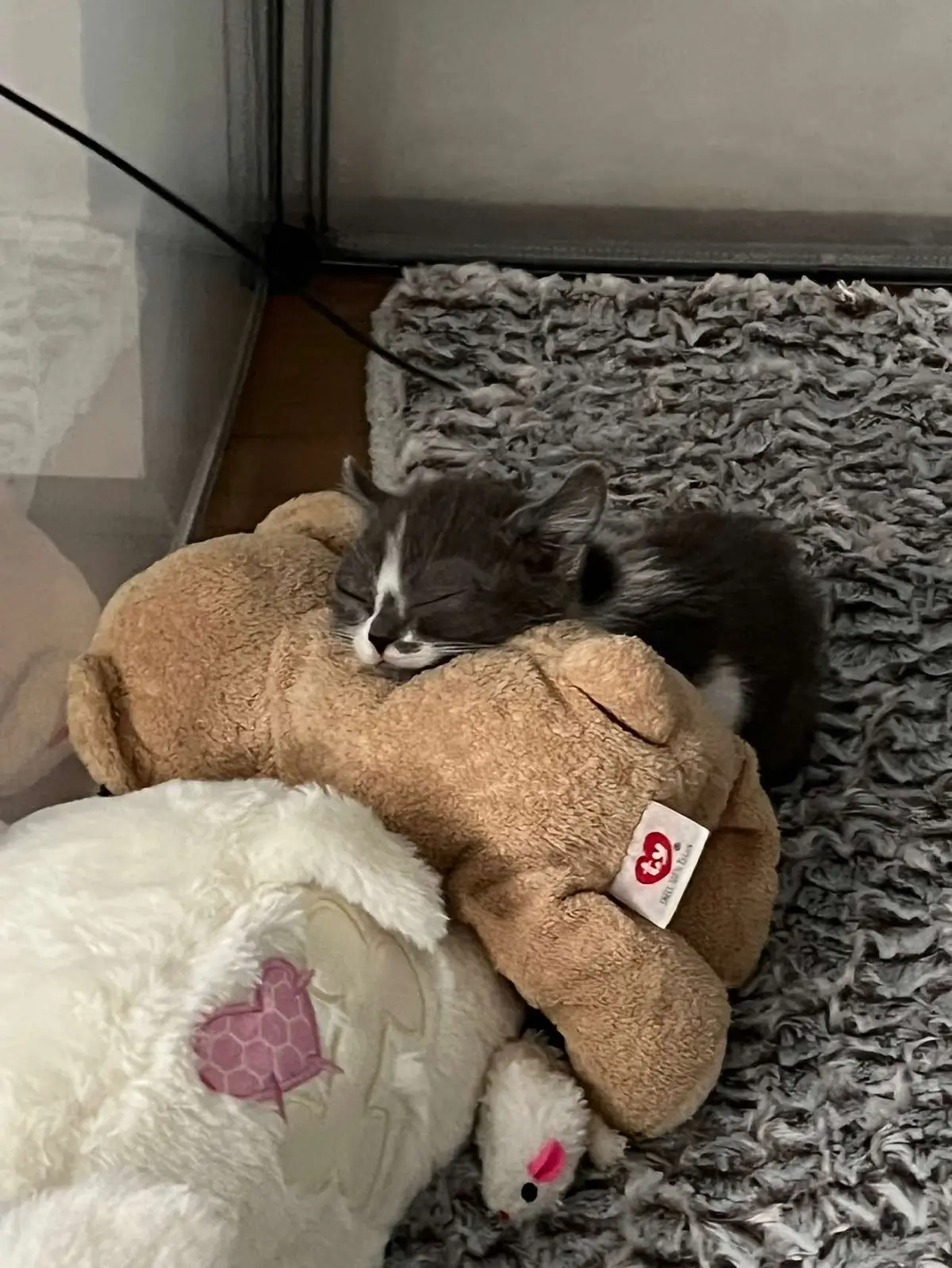 Some pictures of bug when she was three weeks old fresh off the streets! Her little bug eyes #fyp #cat #kitten #catsoftiktok #bugthecat #fypシ #fyppppppppppppppppppppppp 