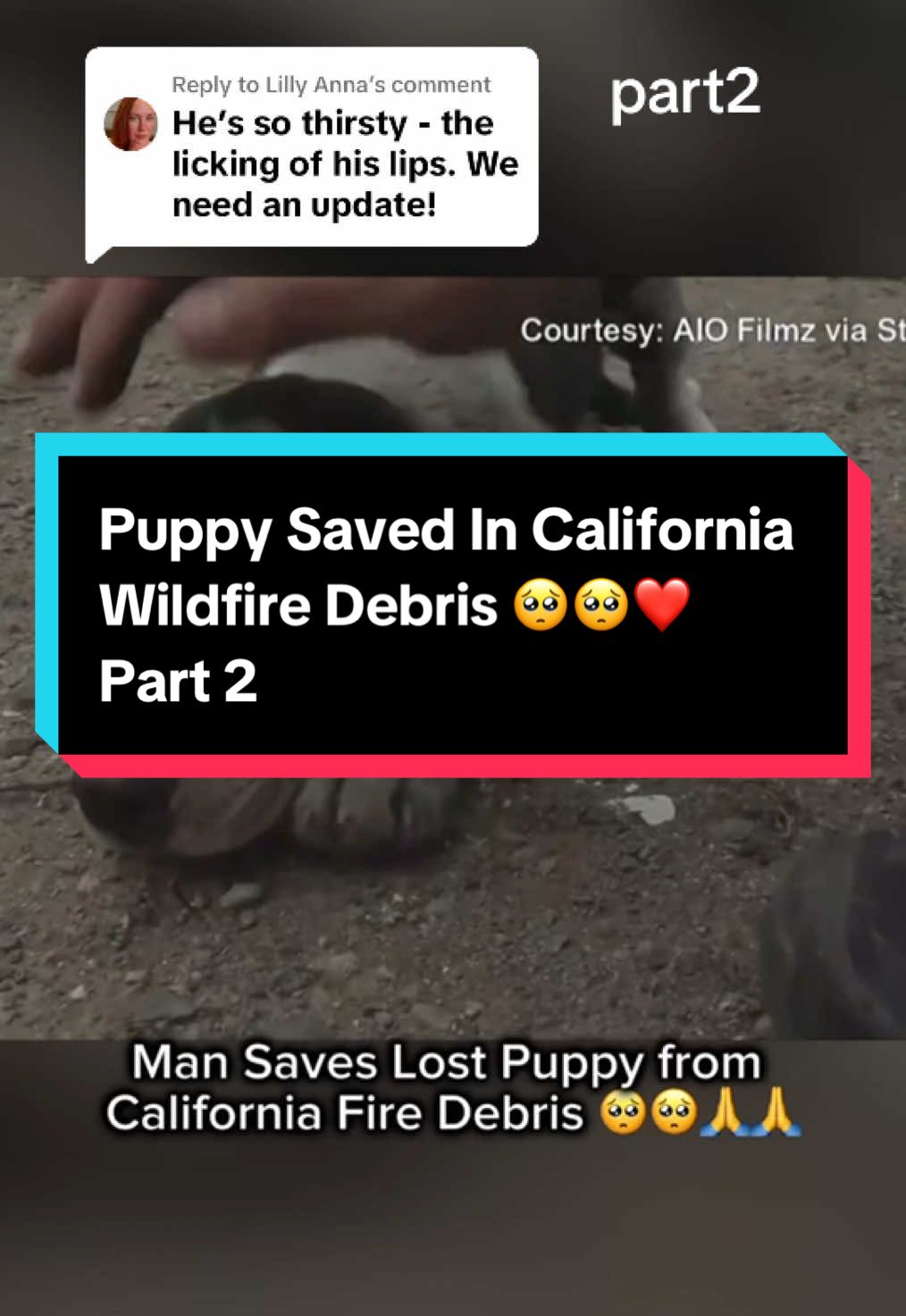 Replying to @Lilly Anna  The Puppy Is SAFE NOW!!❤️❤️ #puppy #california #fyp #part2 #rescuedog #puppytiktok #puppytok 