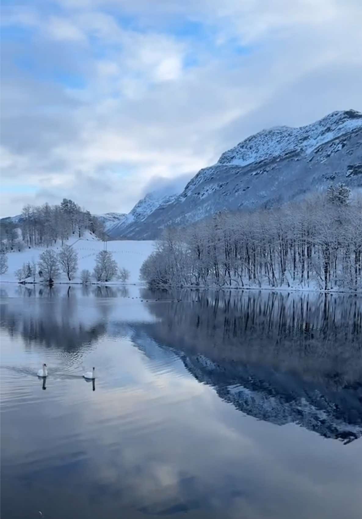 #Nature heals what the world takes away #mindfulness #mountain #natureaesthetic #passion4nature #winter #swan