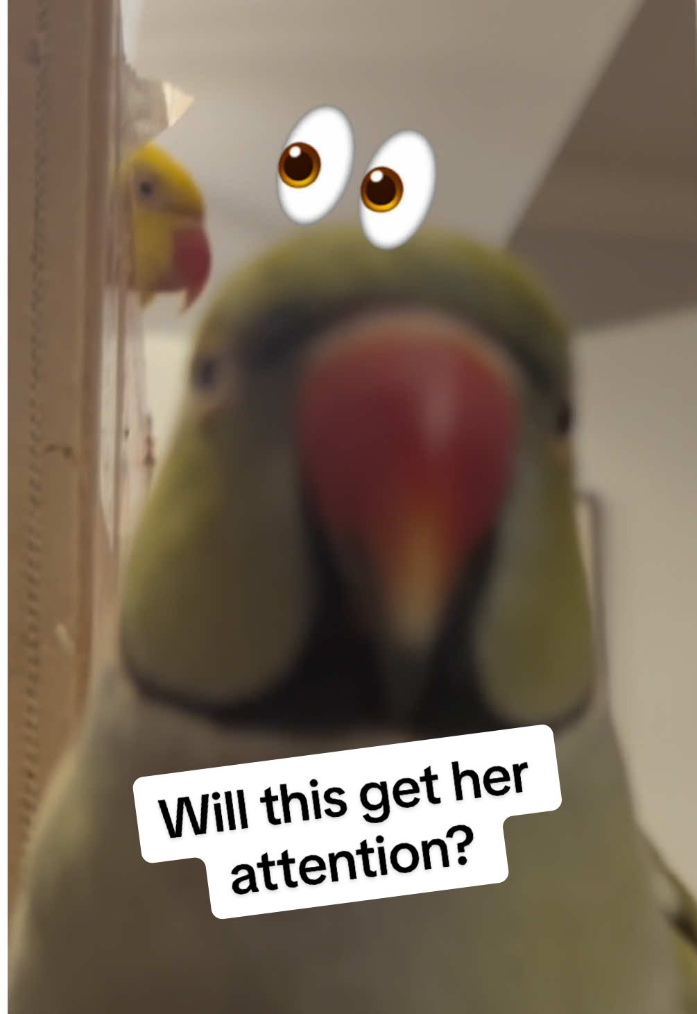 Beaker tries so hard to get Tink’s attention… will it work? 😆 #talkingbird #talkingparrot #cuteanimals #funnyanimals #parrot #irn #birdsoftiktok #parrotsoftiktok #couple #couplegoals 