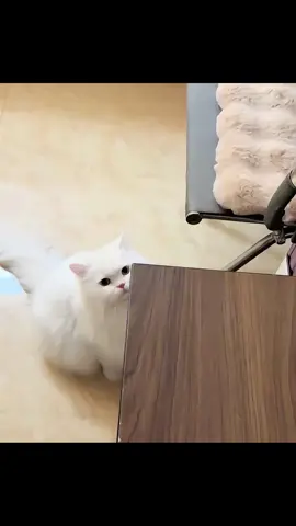 Daily training#kitten #catsoftiktok #pet #foryou #fyp #animals #cute #cat 