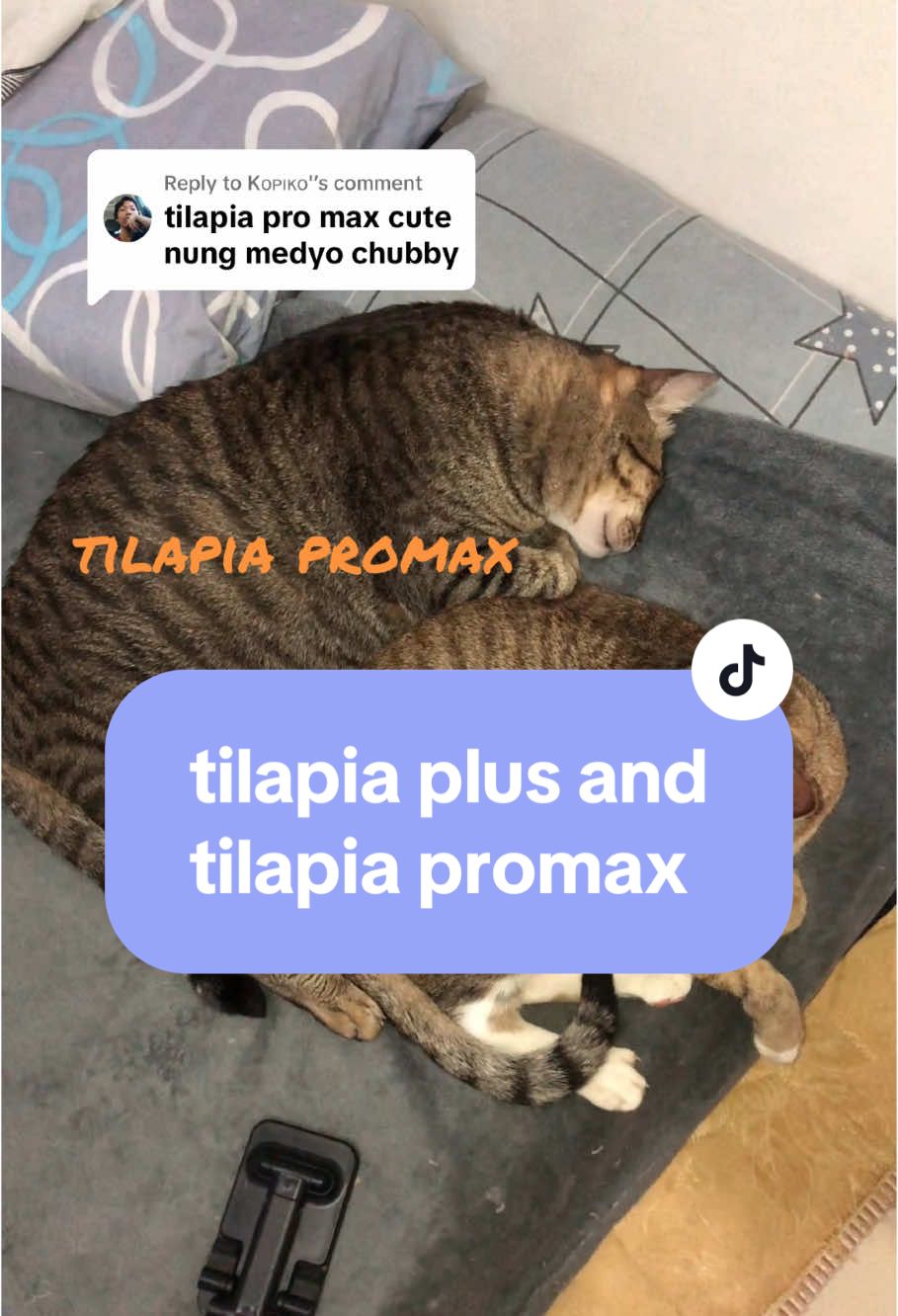 Replying to @Kᴏᴘɪᴋᴏ' Pakita ko sayo boss ang Tilapia Plus and Tilapia Promax namin. Mag-ama sila! 😅 #catsoftiktok #17meows #tabbycats #rescuedcats #tilapiapromax #tilapiaplus #fatcats #kaponangsolusyon #tilapiacats #tilapiaketz #medyas #pusangmaymedyas 