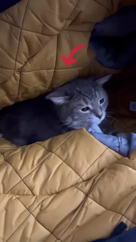 ♥️ Zizo in the coat♥️ #lovely #zizocat #catsoftiktok #coat #cute #catlover #hiding #warm #winter #catoftheday #animal #back