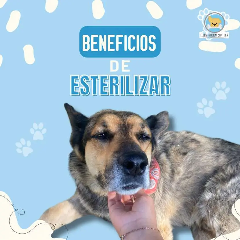 Aquí te traemos algunos de los beneficios de esterilizar a tus amigos peludos🐶🐾💙