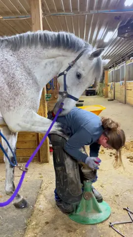 #farrier #farrierlife #farriersoftiktok #horse #horses #hoof #hoofcare #care 