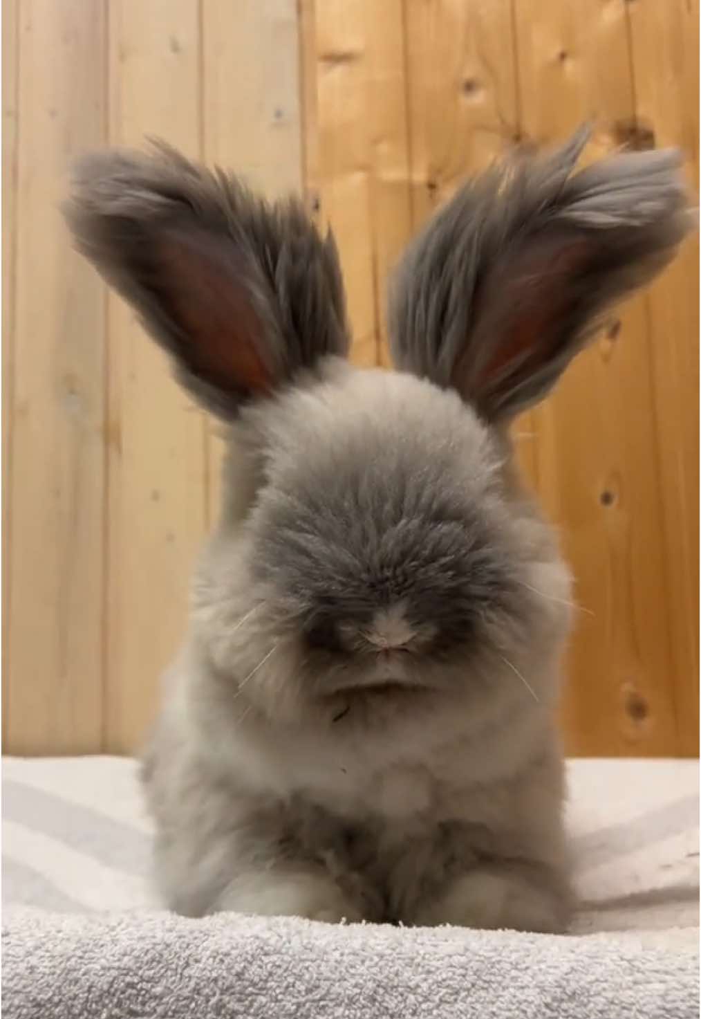 Really rare Mercedes Benz Model 🐰 #coco#rabbit#car#foryou 