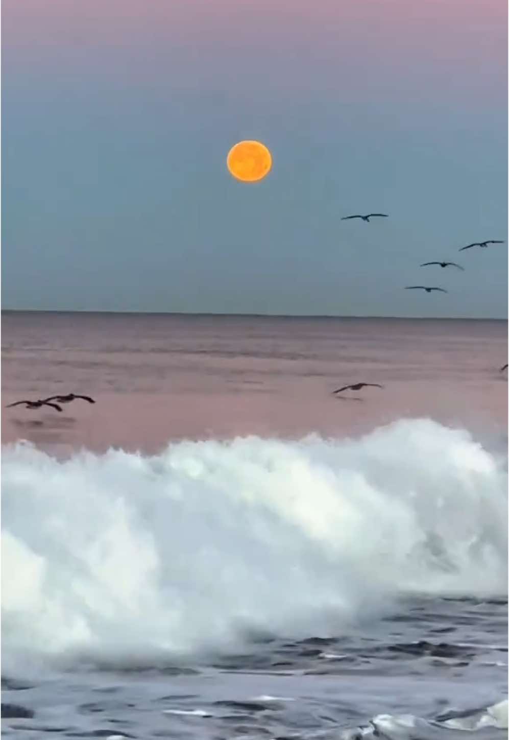 Happy full “ wolf” moon♥️🌕 . . . . #fullmoon #happywolfmoon #moonlover #beach #pacificoceanligh #wolffullmoonvibes 